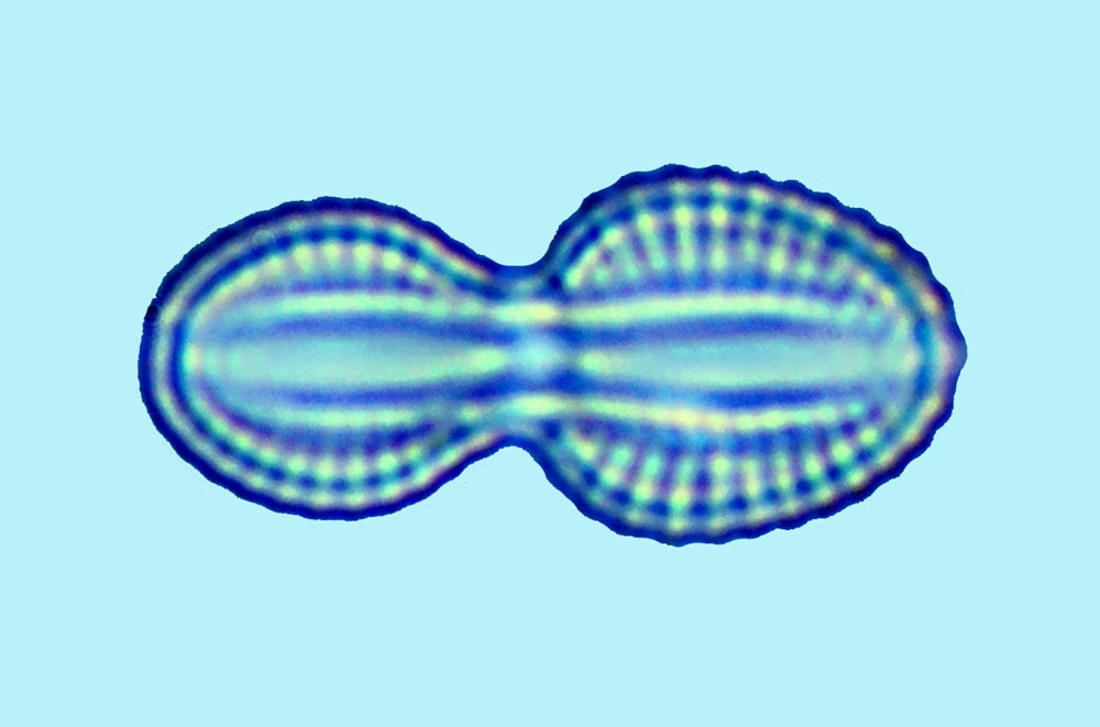Mediolittoral Diploneis caffra