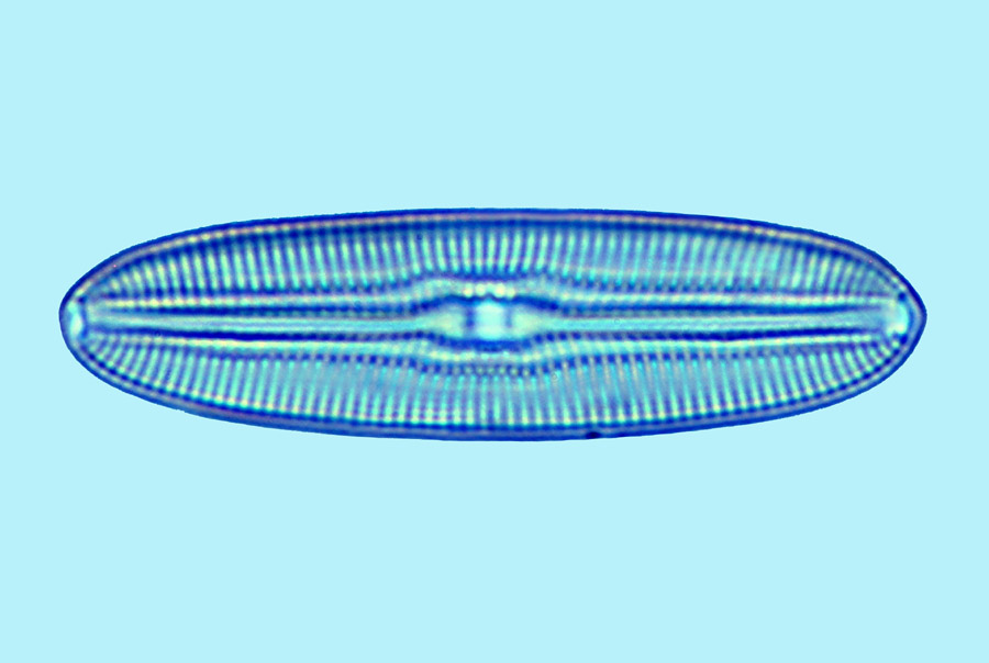 Mediolittoral Diploneis litoralis