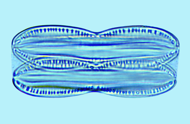 Nitzschia pellucida