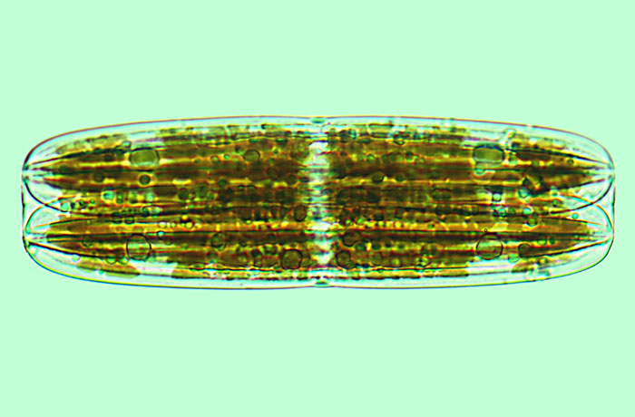 Mediolittoral Plagiotropis vitrea