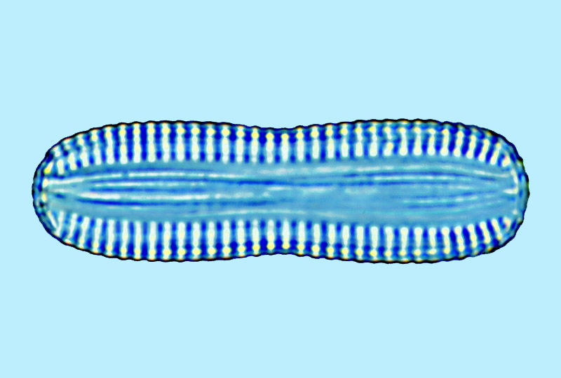 Biremis ambigua