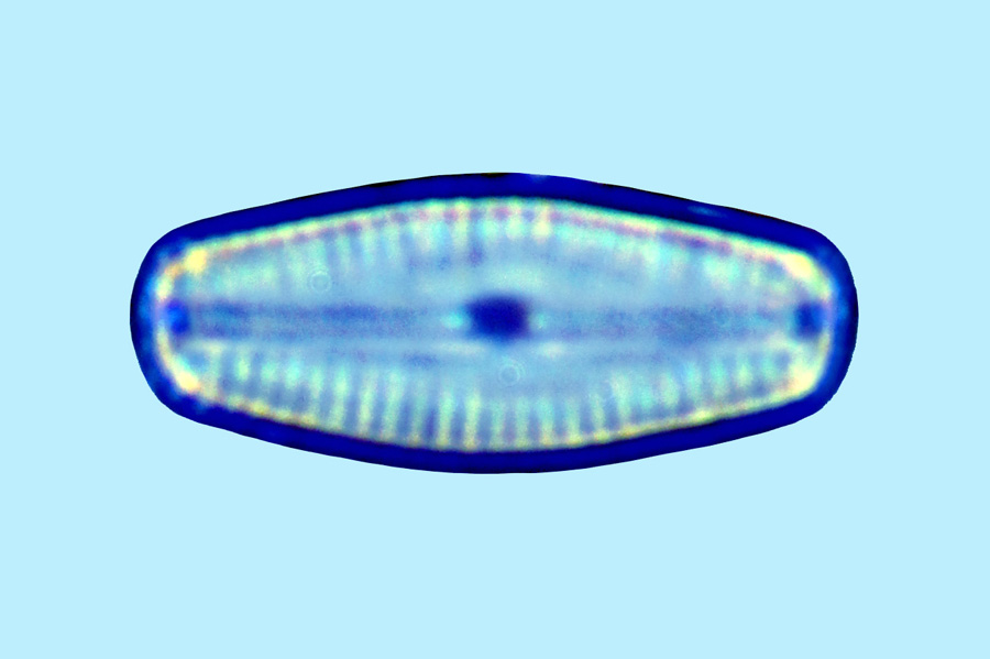 Mediolittoral Chamaepinnularia clamans