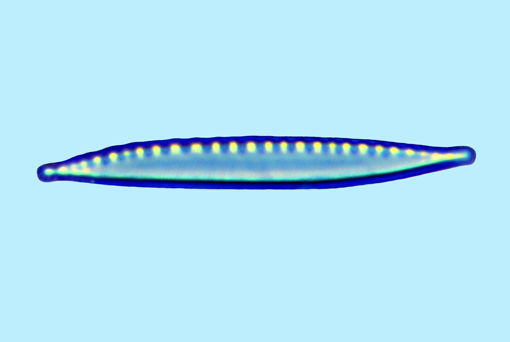 Saumatdeux Nitzschia clausii