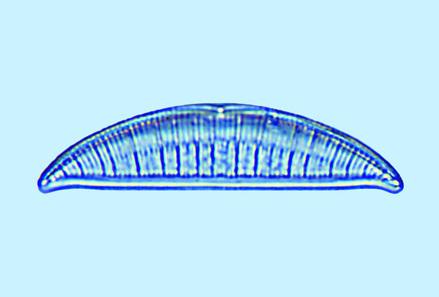 Saumatdeux Rhopalodia musculus