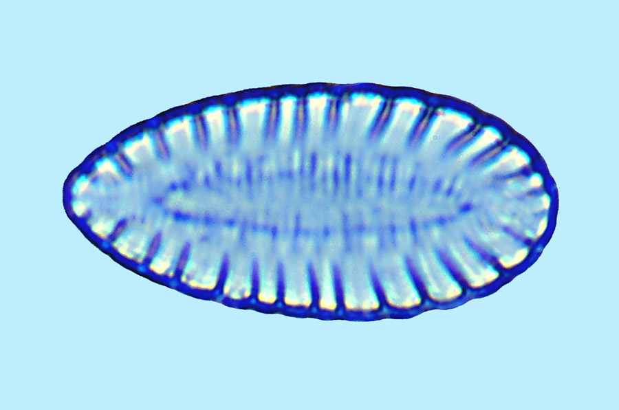 Surirella ovata