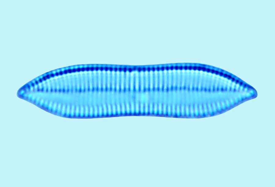 Saumatdeux Nitzschia constricta