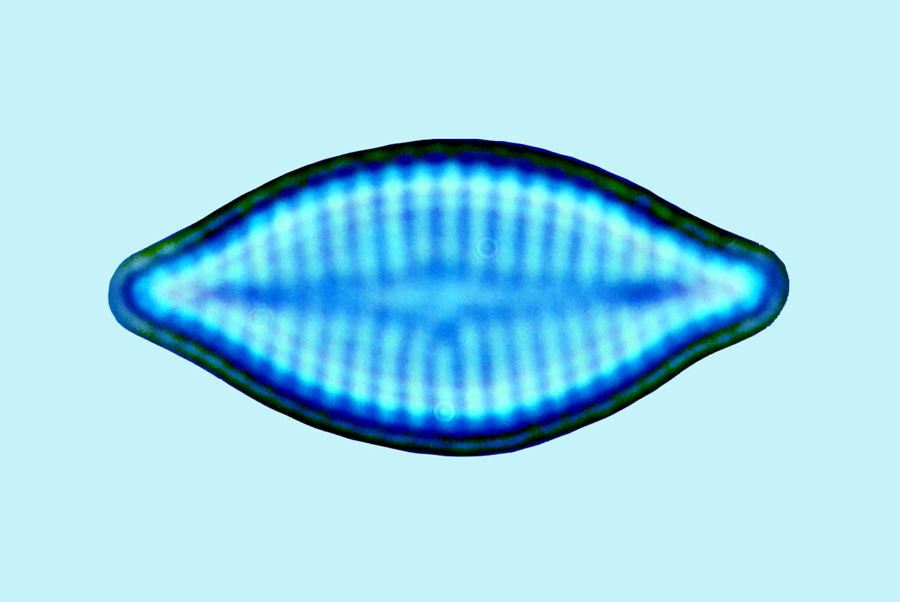 saumatdeux Planothidium engelbrechtii