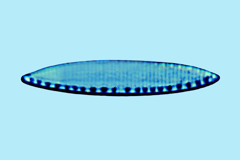 Mediolittoral Nitzschia romana