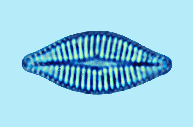 saumatdeux Planothidium heidenii