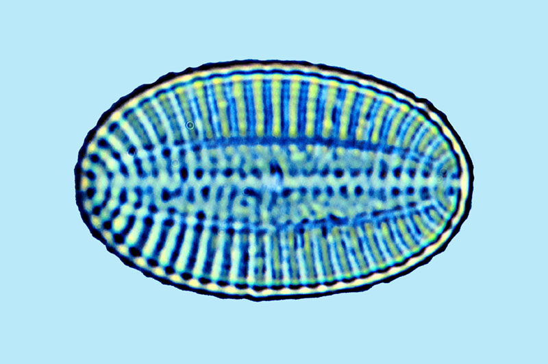Mediolittoral Cocconeis pelta