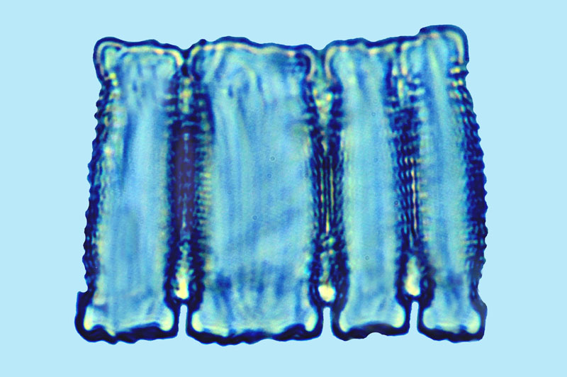 Mediolittoral Dimeregramma minor