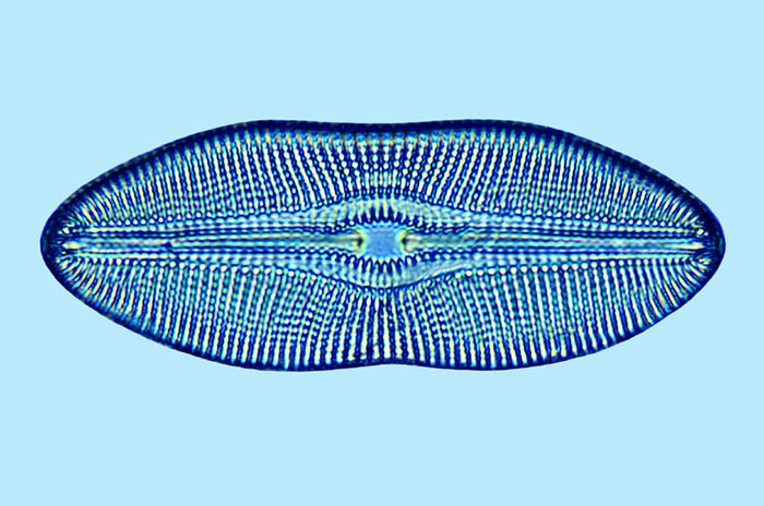 Mediolittoral Diploneis fusca