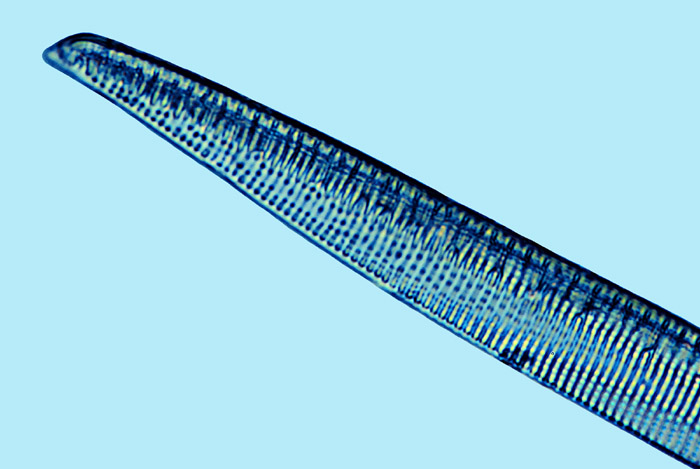 Mediolittoral Hantzschia vivax