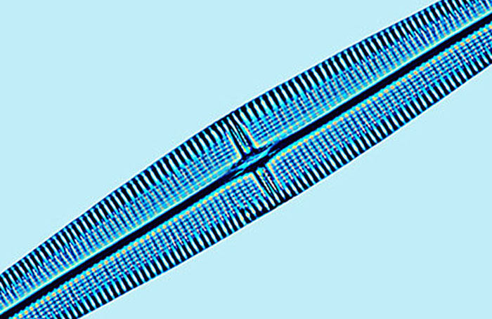 Mediolittoral Haslea crucigera