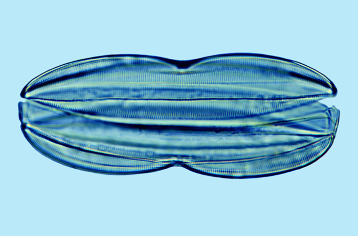 Mediolittoral Plagiotropis vitrea
