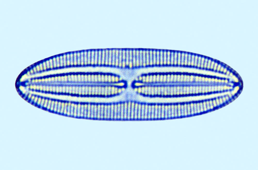 Fallacia forcipata