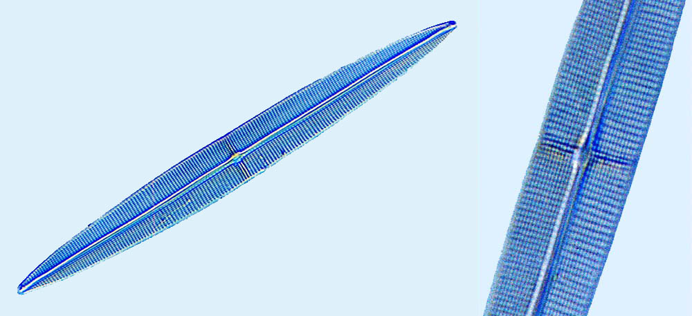 Haslea crucigera