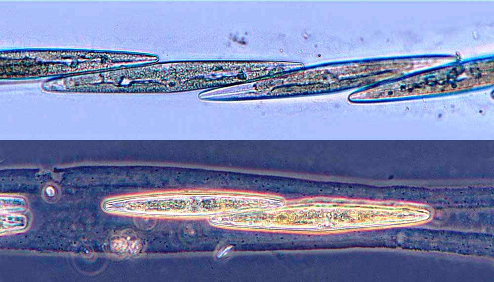 Haslea crucigera