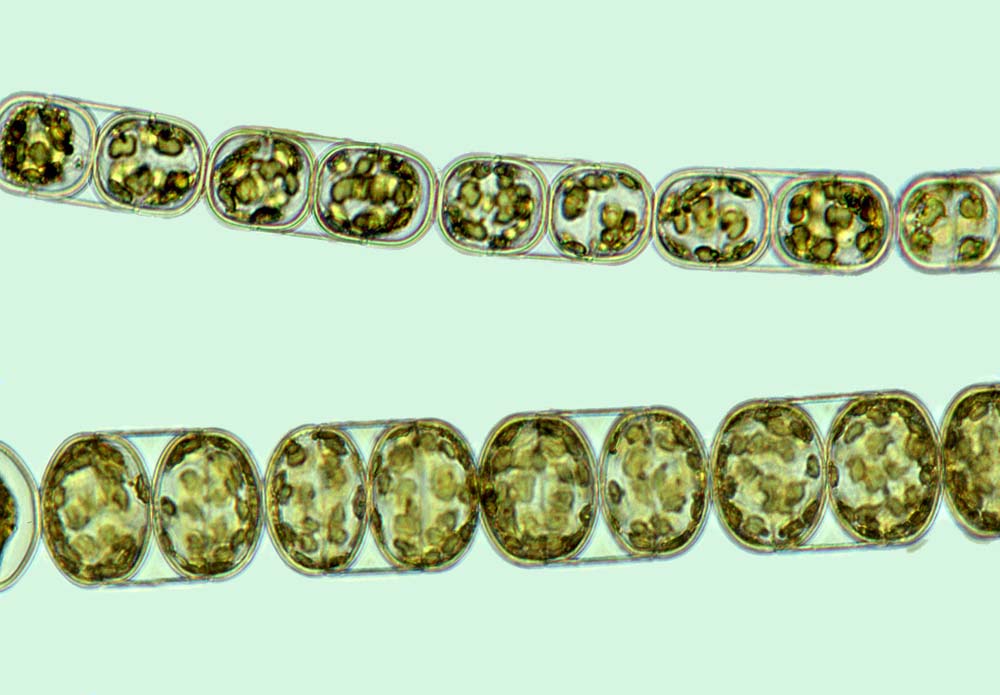 Melosira moniliformis