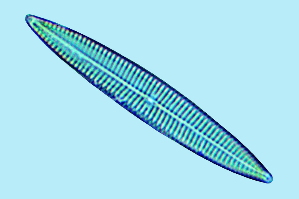 Navicula ramosissima