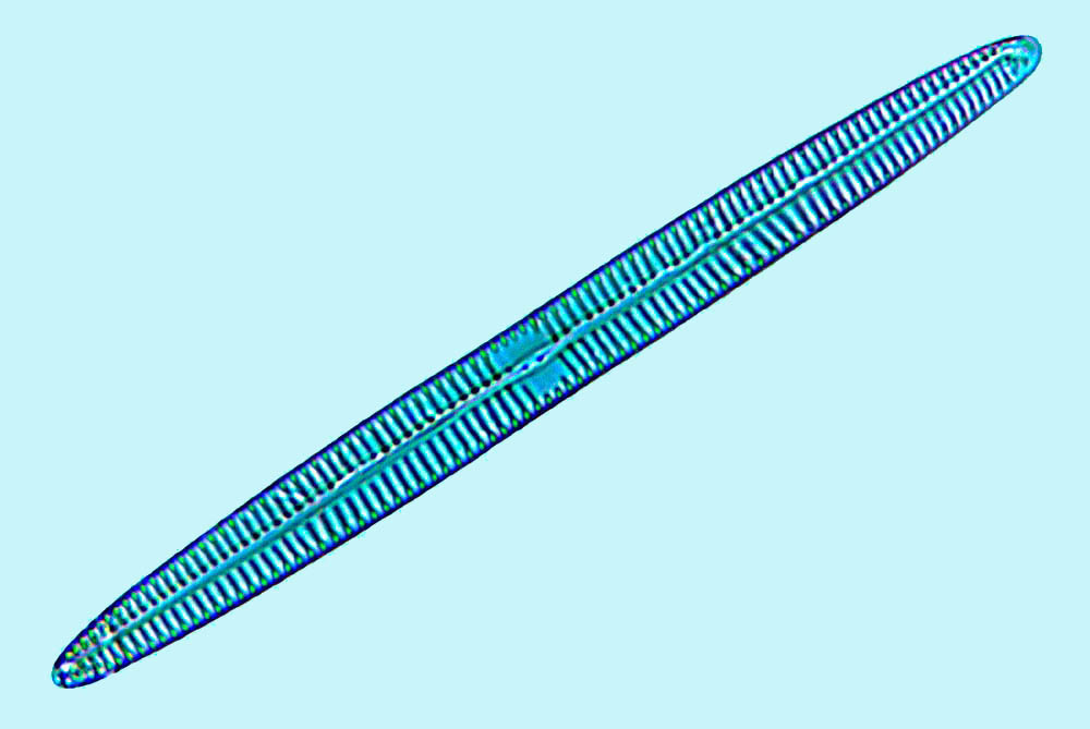 Navicula sp A