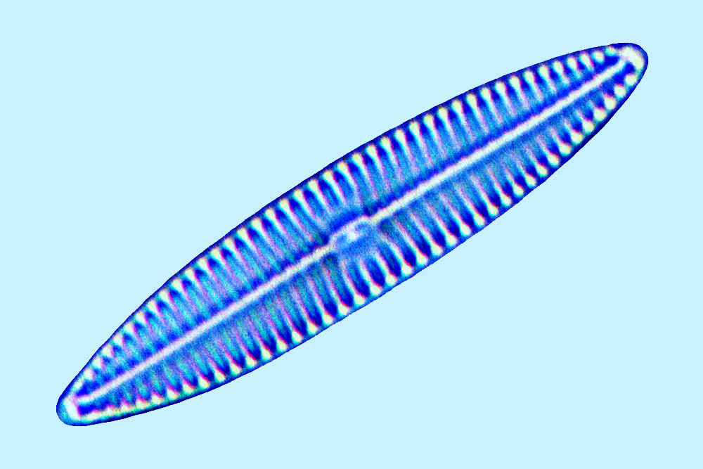 Navicula sp