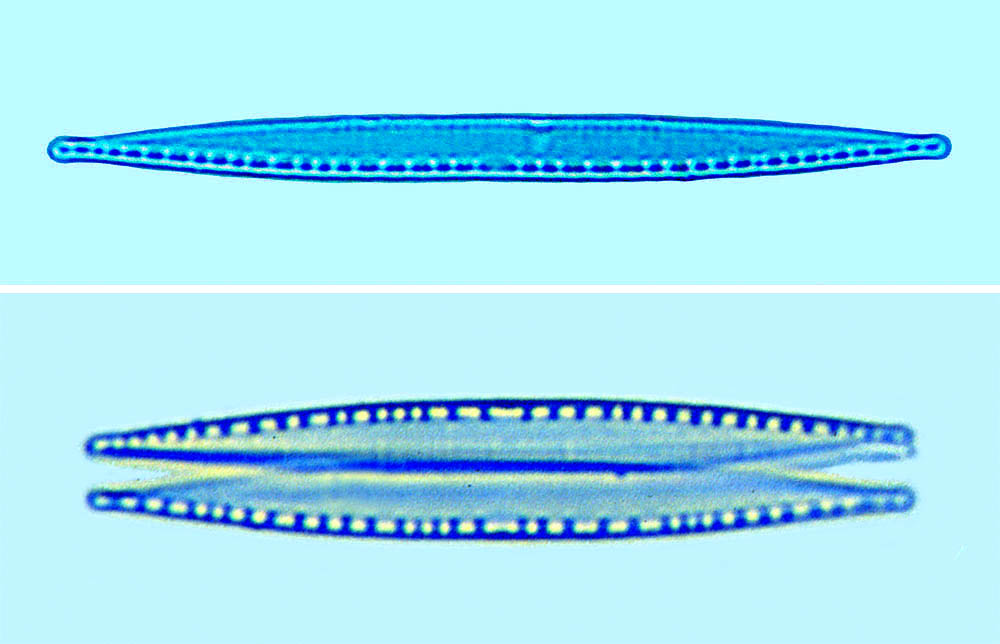 Nitzschia tubicola