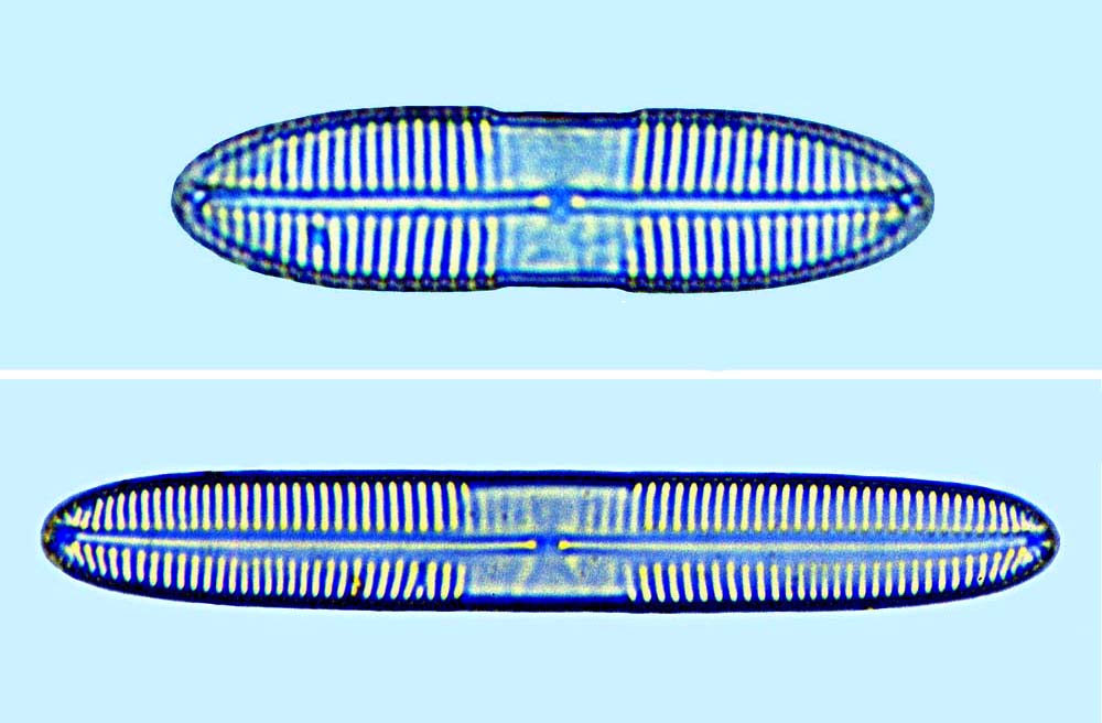 Pinnularia quasdratarea