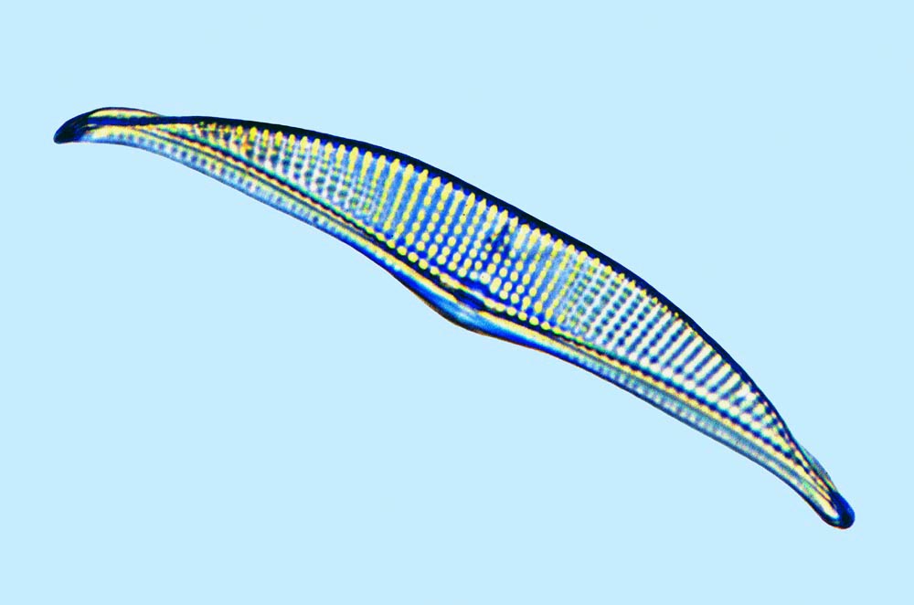 Amphora arcus