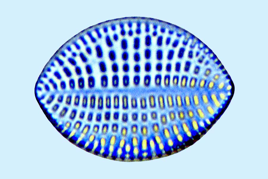 Cocconeis disculus