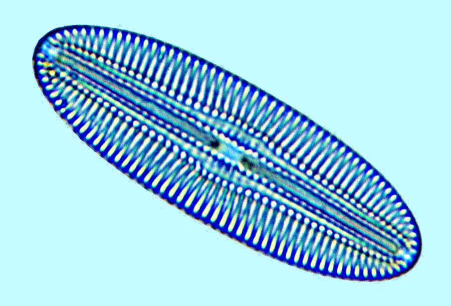Diploneis fusca
