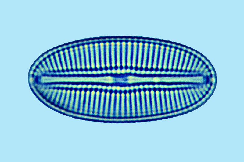 Mediolittoral Diploneis litoralis