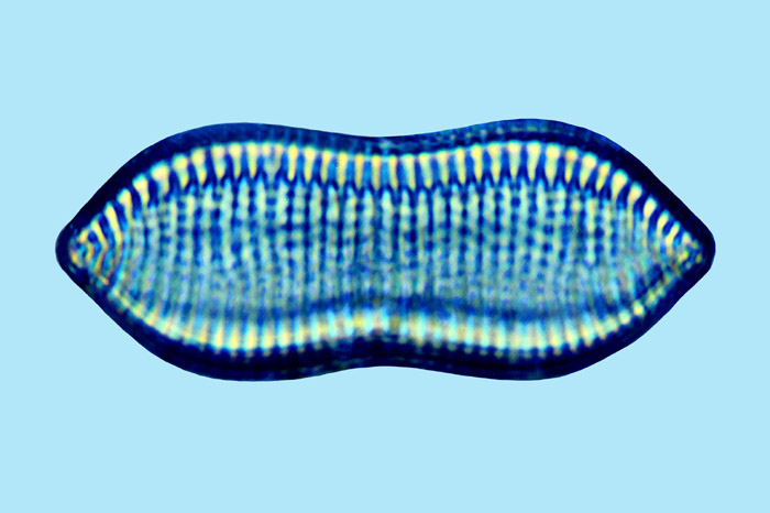 Nitzschia coarctata