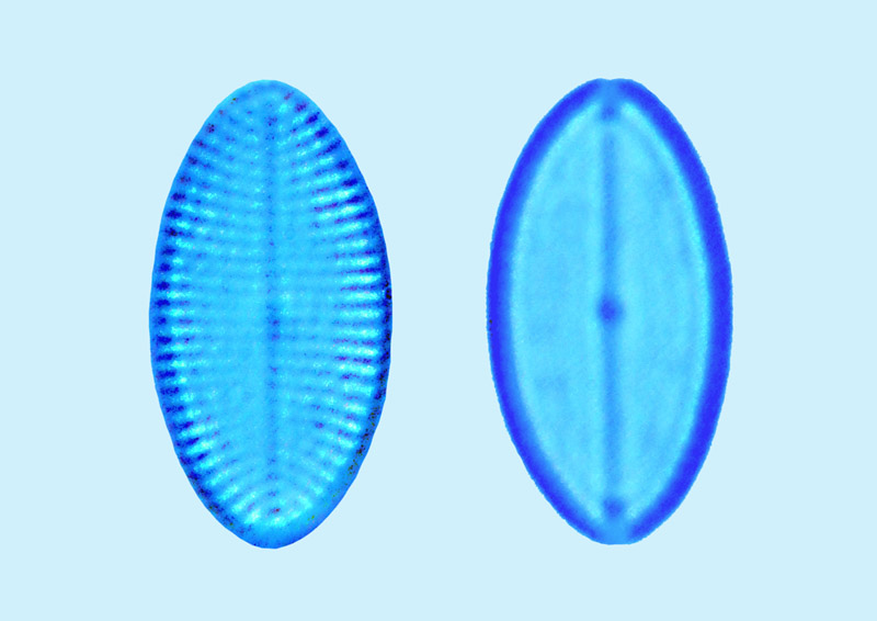 Mediolittoral Cocconeis molesta