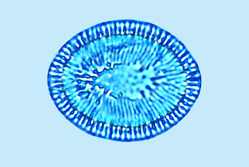 Mediolittoral Cyclotella litoralis