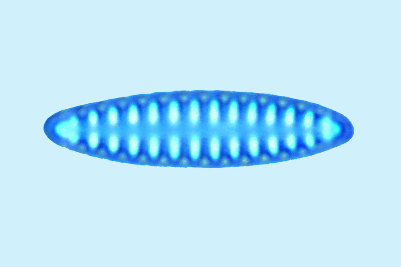 Mediolittoral Fragilaria investienss