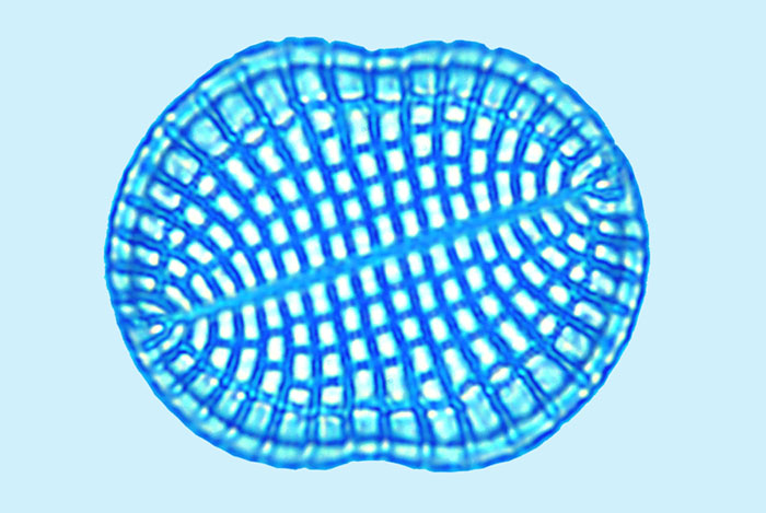 Cocconeis obliqua