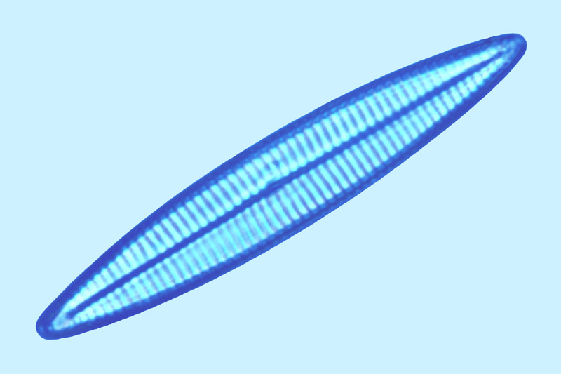 Navicula duerrenbergiana