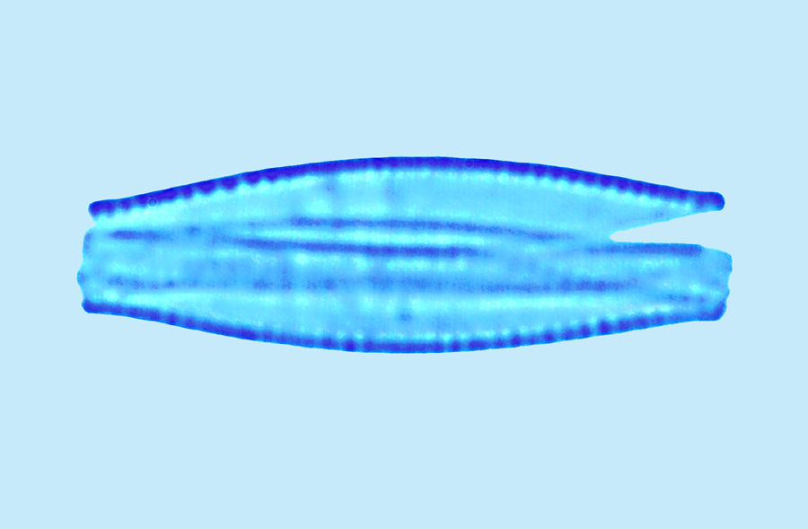 Mediolittoral Nitzschia palea