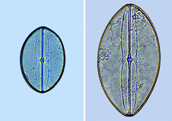 Lyrella crebra