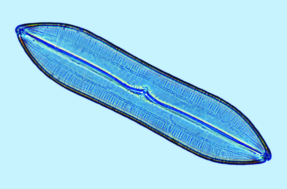 Caloneis bicuneata