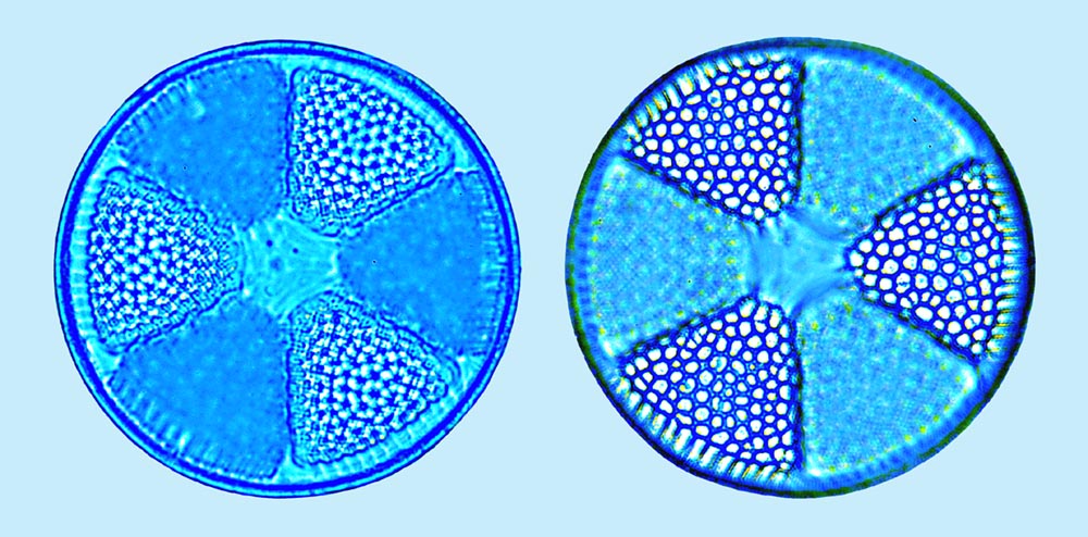 Actinoptychus senarius