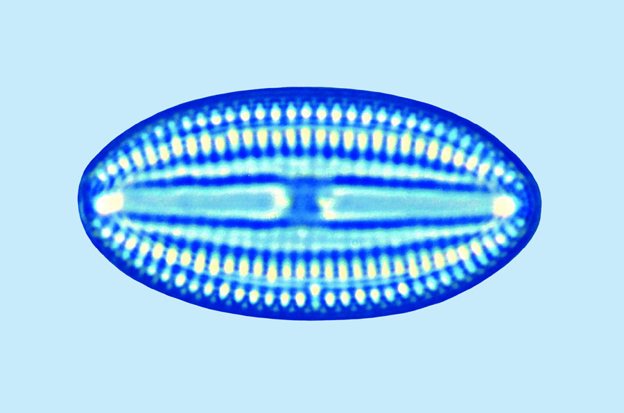 Mediolittoral Diploneis papula