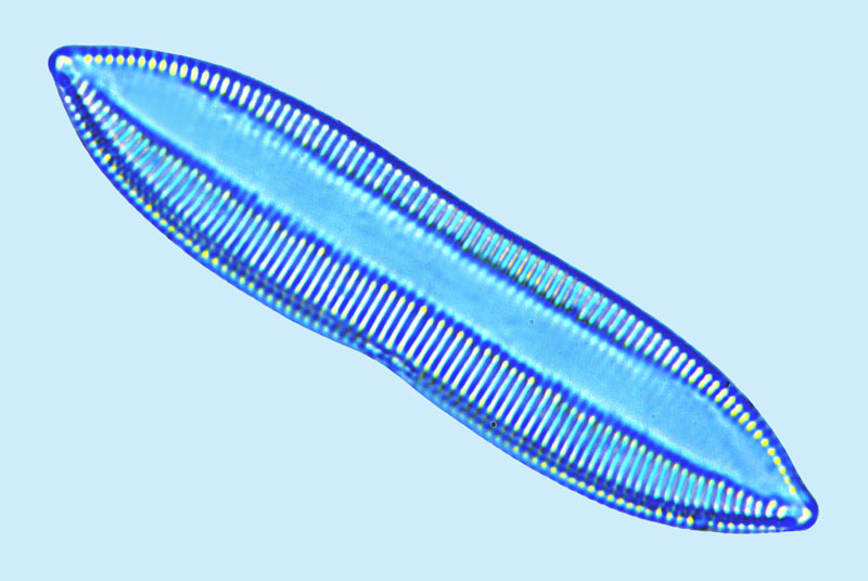 Nitzschia acuminata