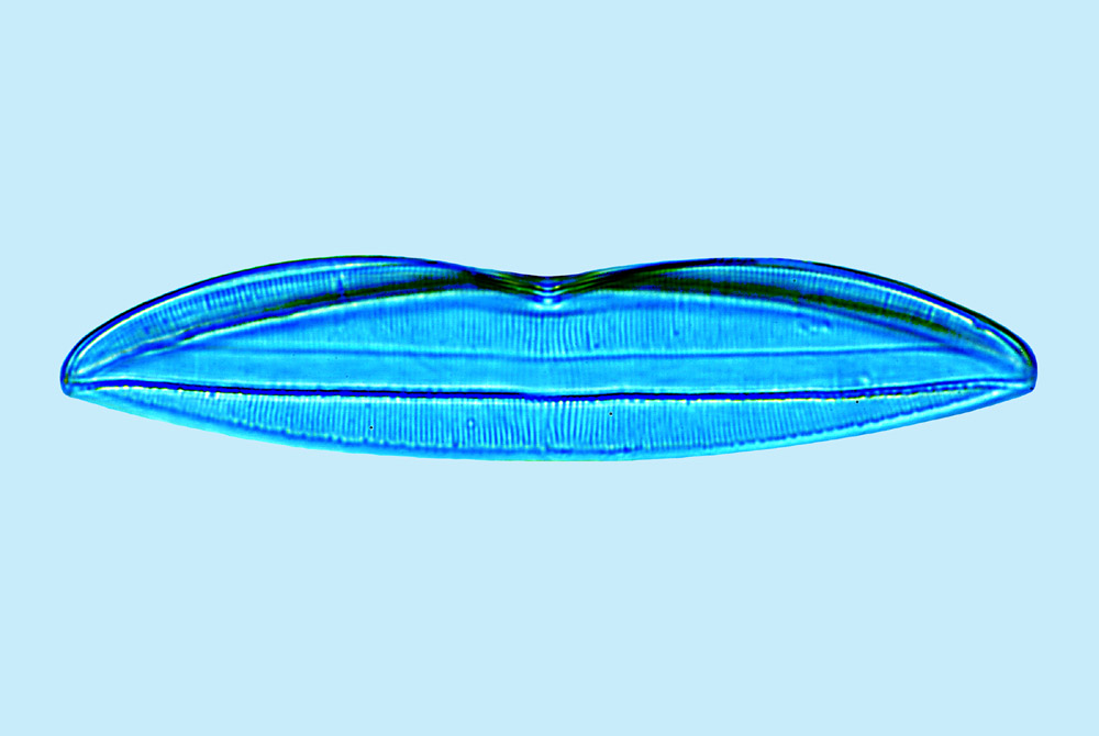 Mediolittoral Plagiotropis