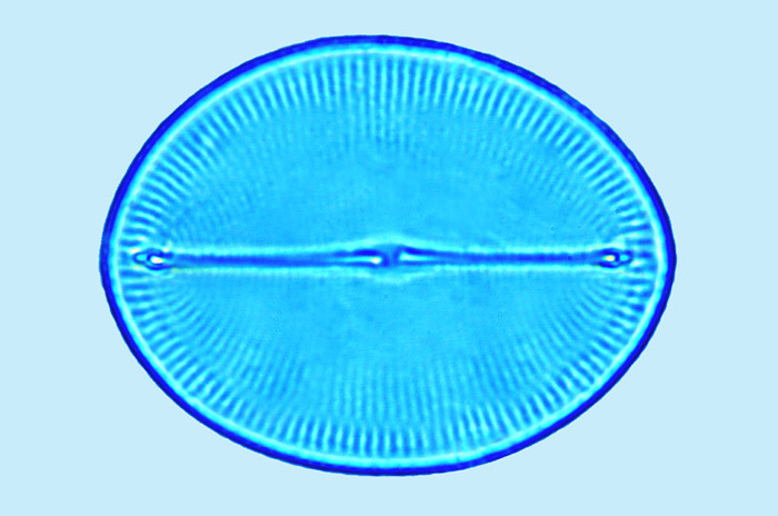 Mediolittoral Cocconeis multiperforata