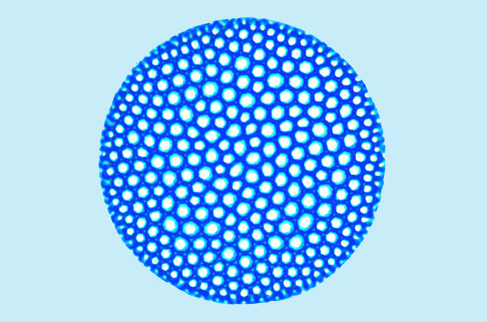 Mediolittoral Coscinodiscus argus