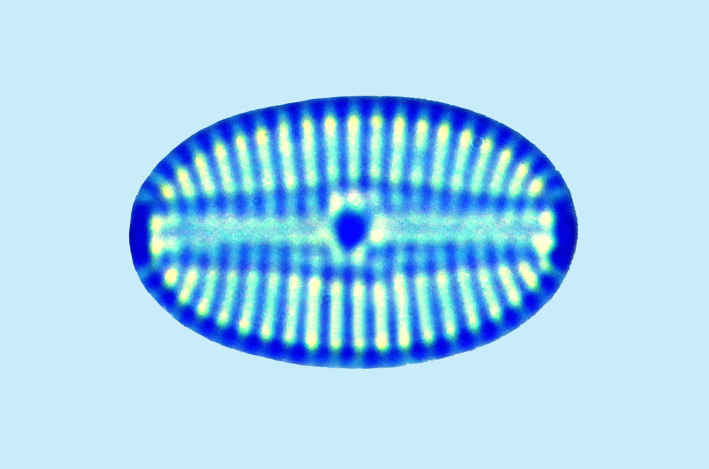Mediolittoral Diploneis droopii