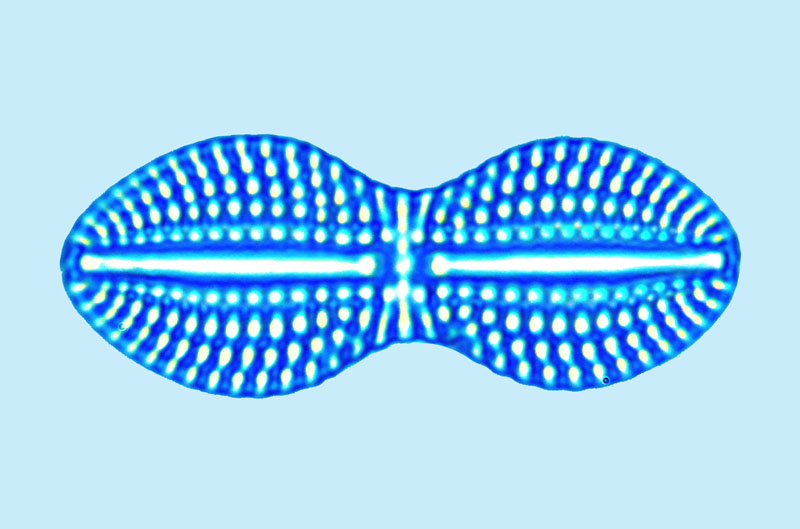 Mediolittoral Diploneis weissflogii