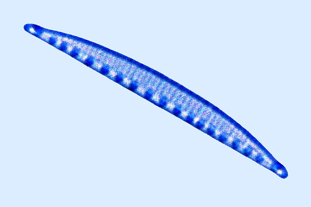 Cymbellonitzschia szulczewskii